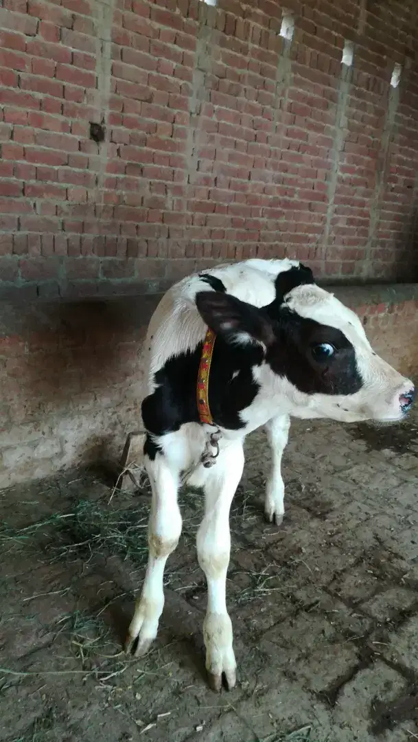 Dairy Farm Consultant