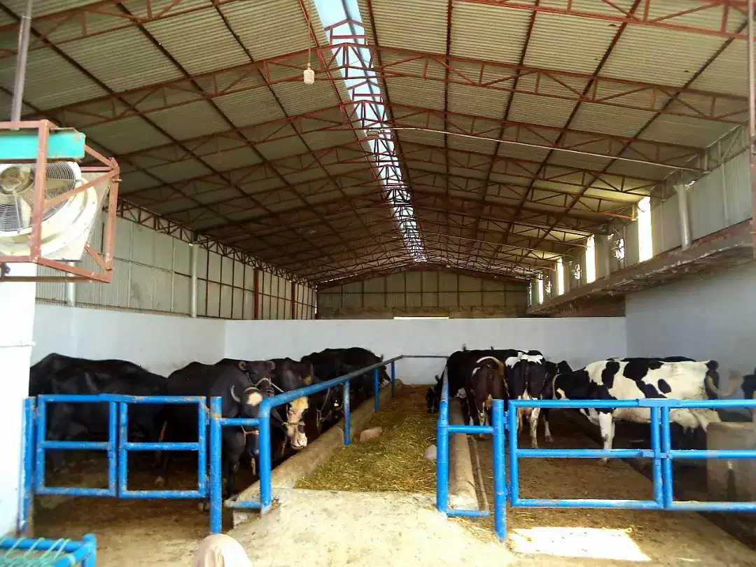 Cows and Buffaloes 100% pure Milk