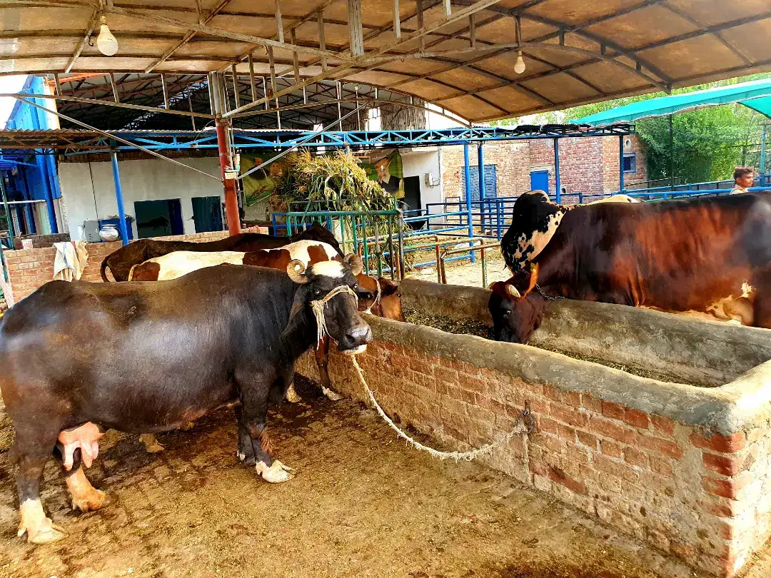 Cows and Buffaloes 100% pure Milk