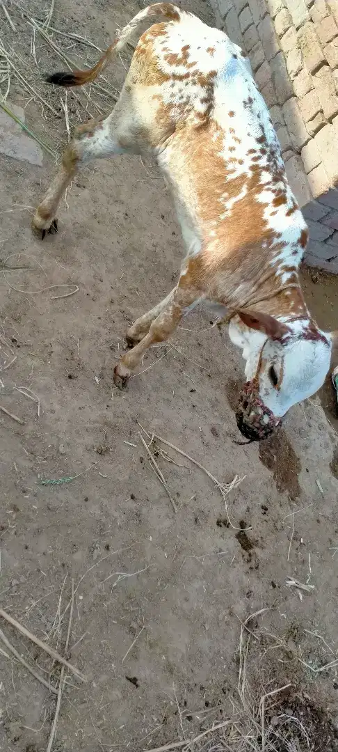 Cows with veel