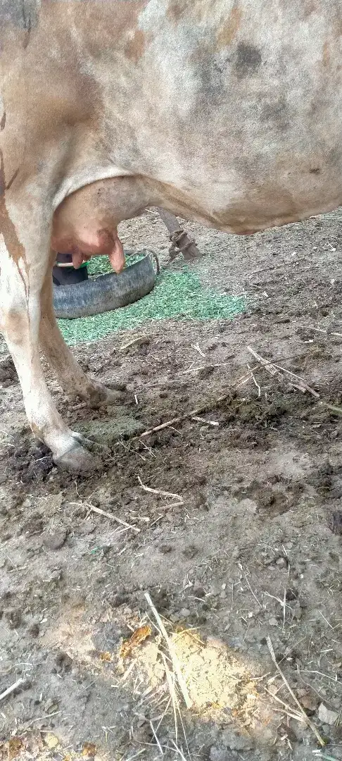 Cows with veel