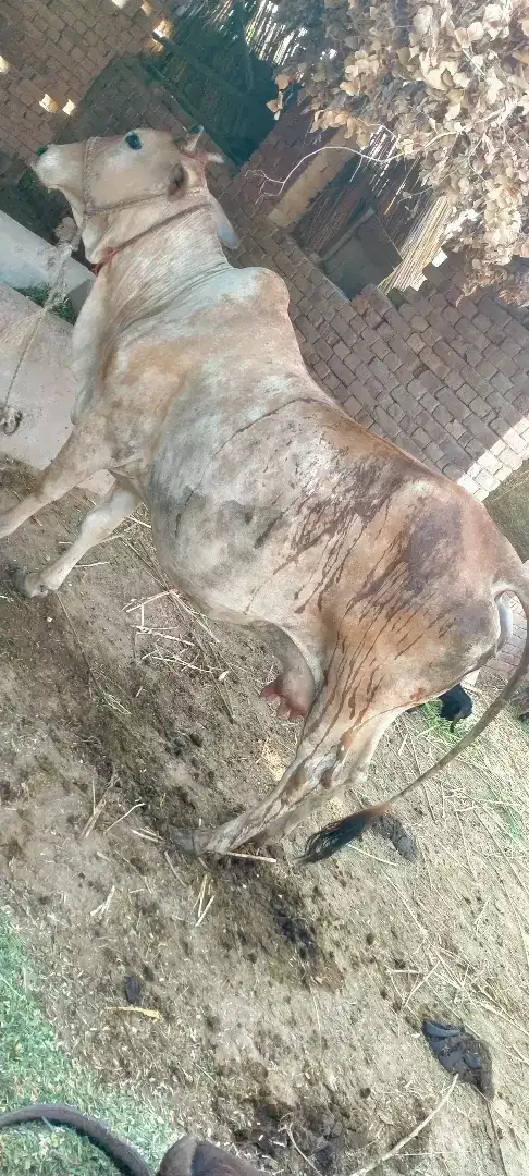 Cows with veel