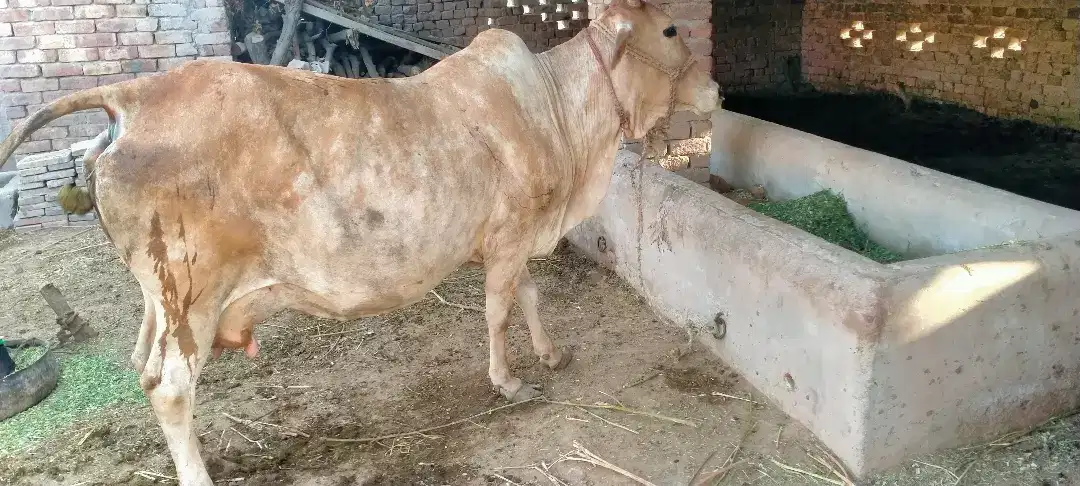 Cows with veel