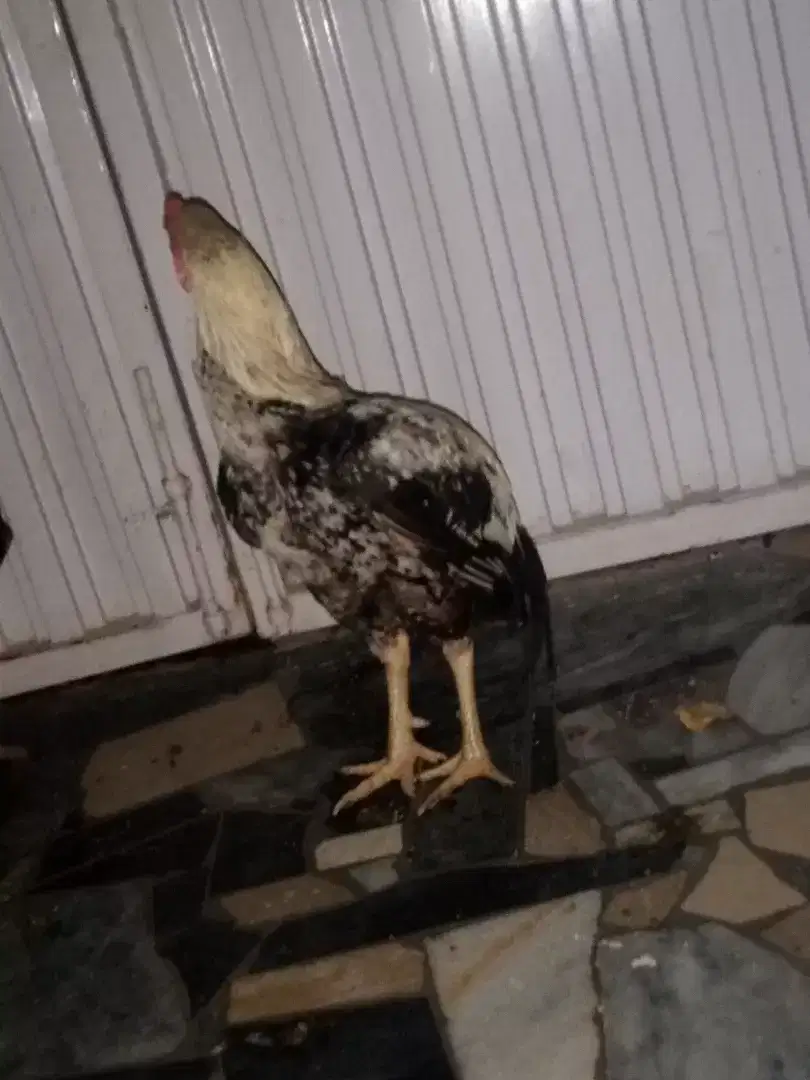 Hen aseel for sale