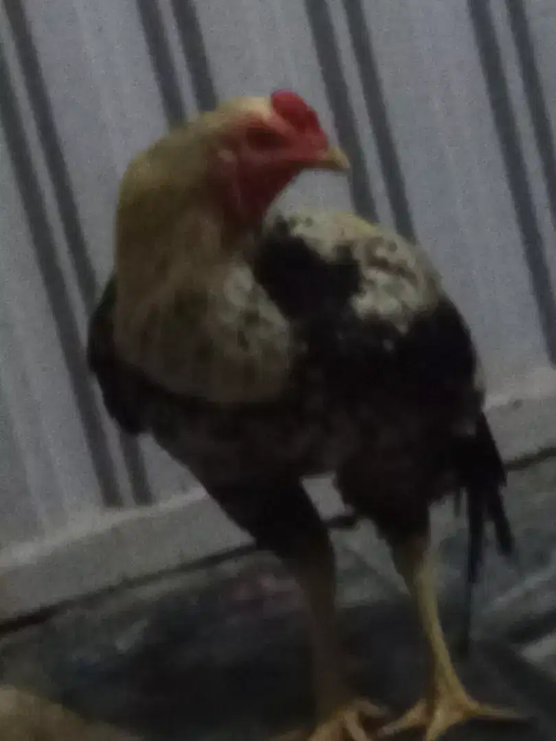 Hen aseel for sale