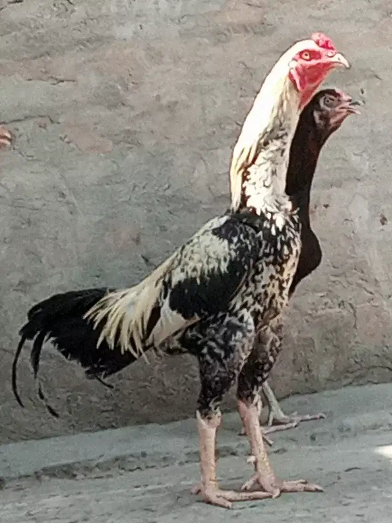 Hen aseel for sale
