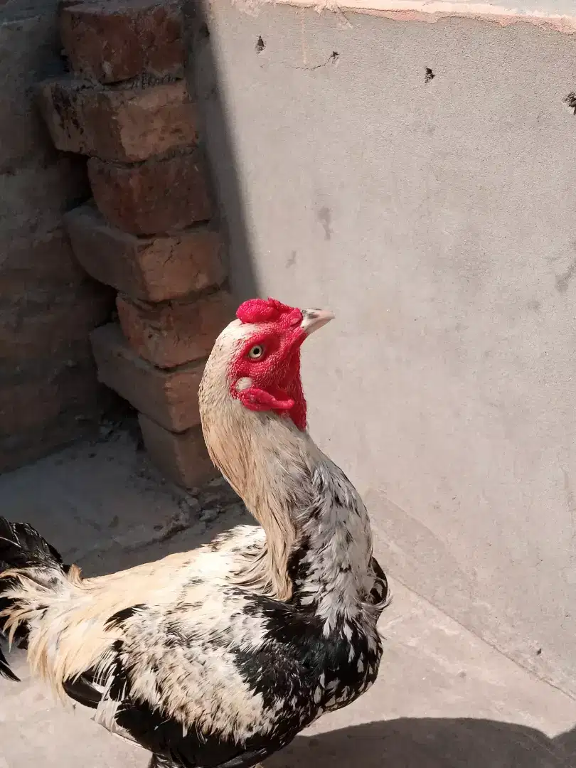 Hen aseel for sale