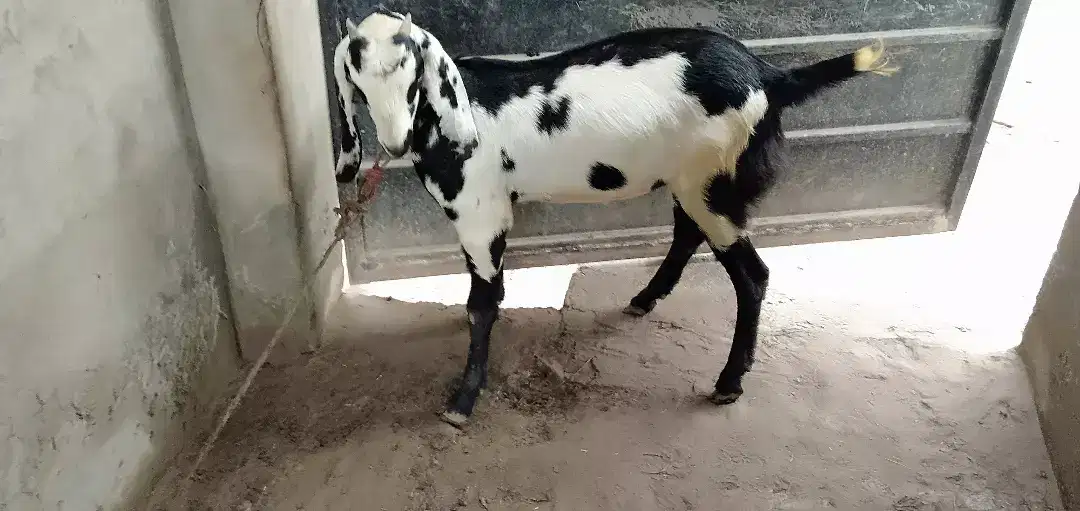 Black and white Goat for sale in khanewal
