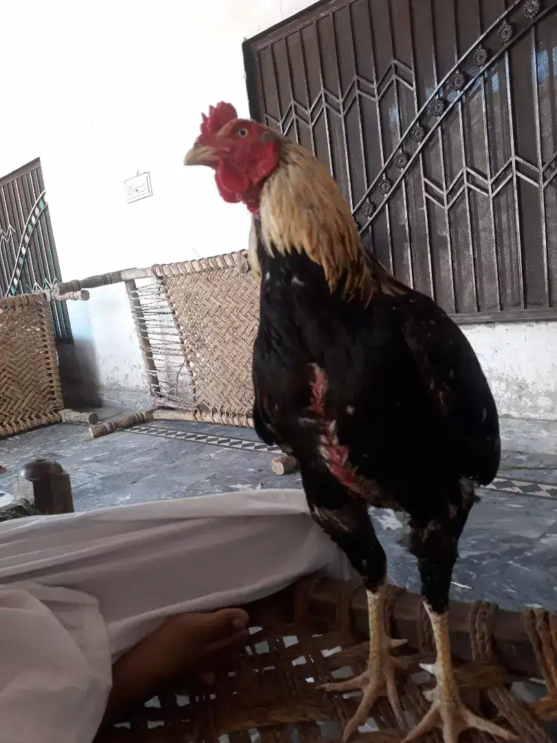 Aseel cock for sale