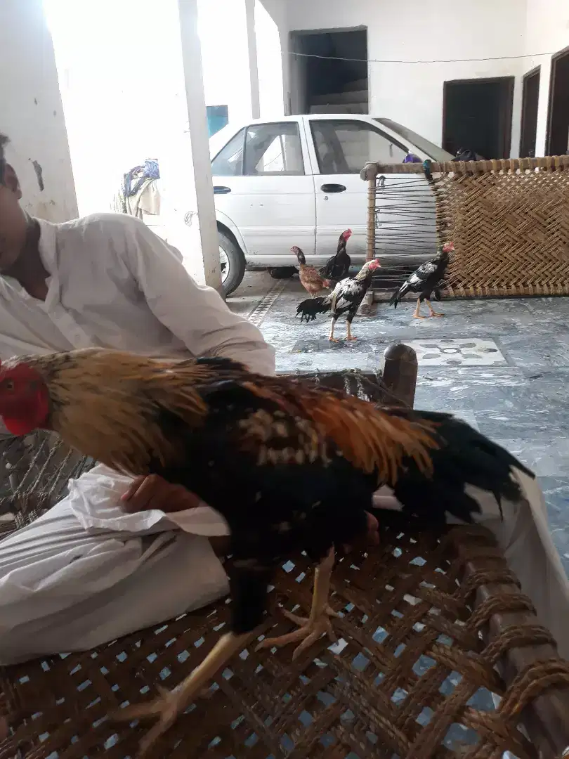 Aseel cock for sale
