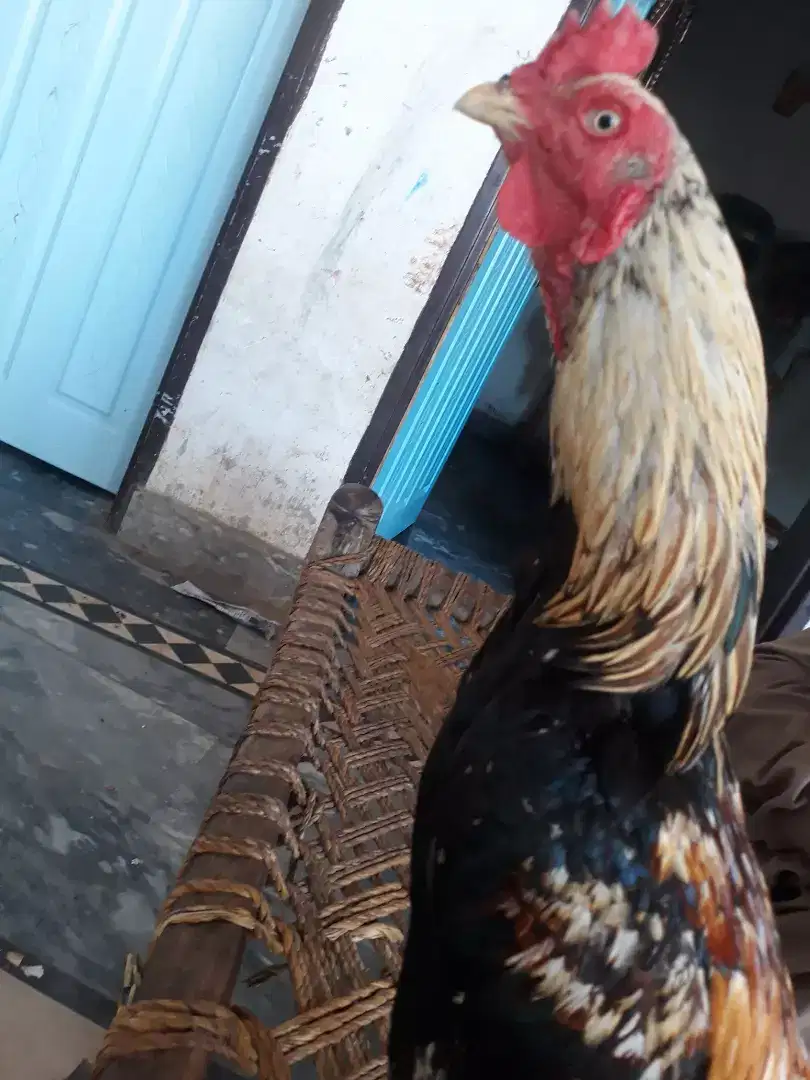 Aseel cock for sale