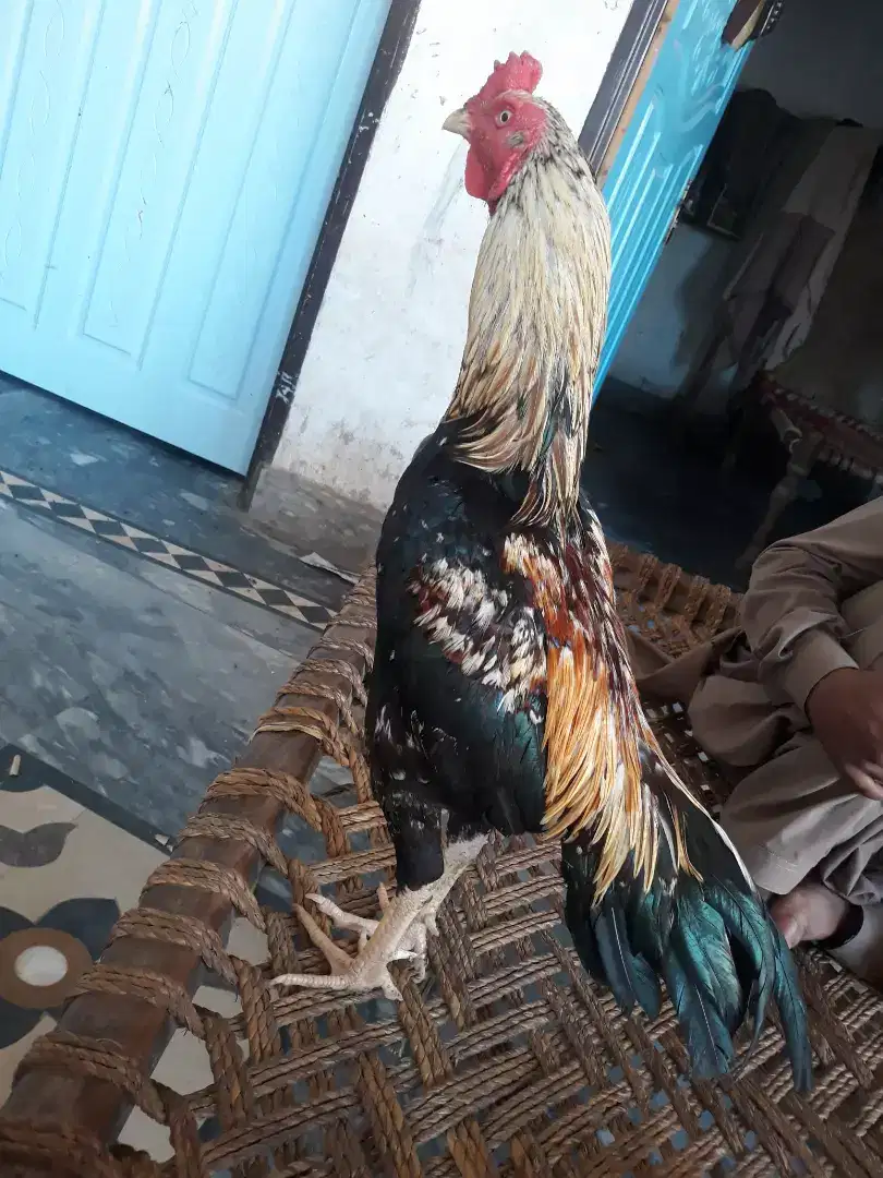 Aseel cock for sale