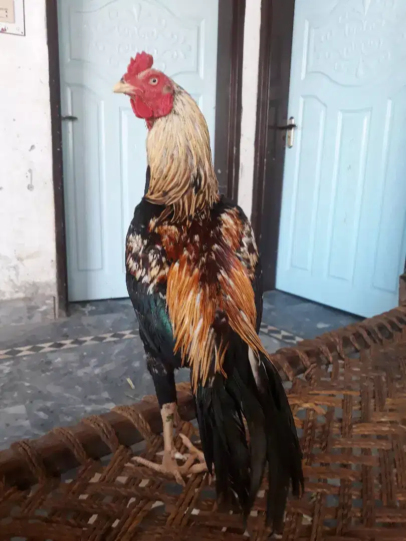 Aseel cock for sale