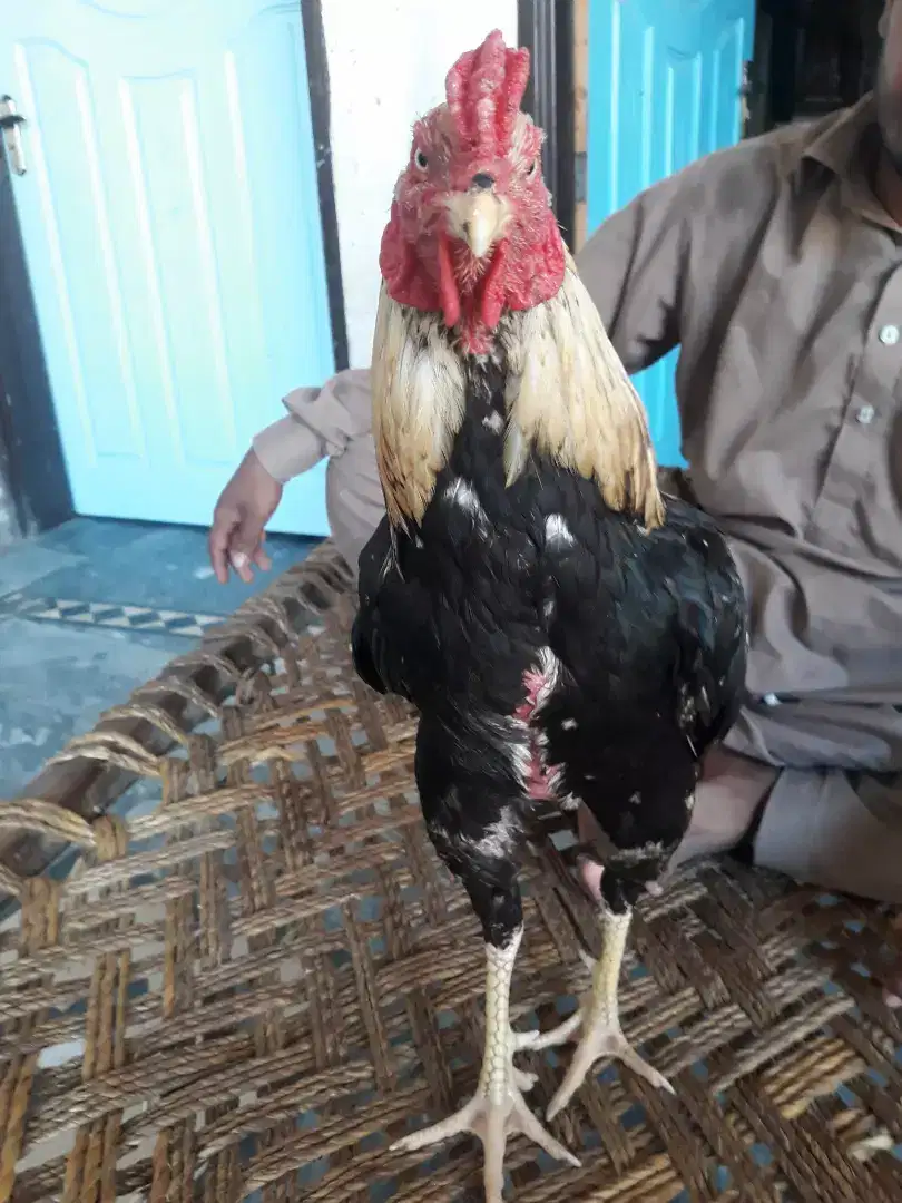 Aseel cock for sale