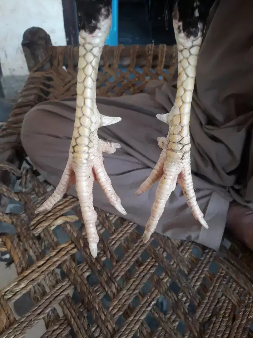 Aseel cock for sale