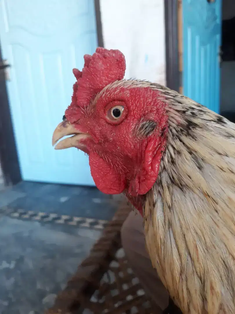 Aseel cock for sale