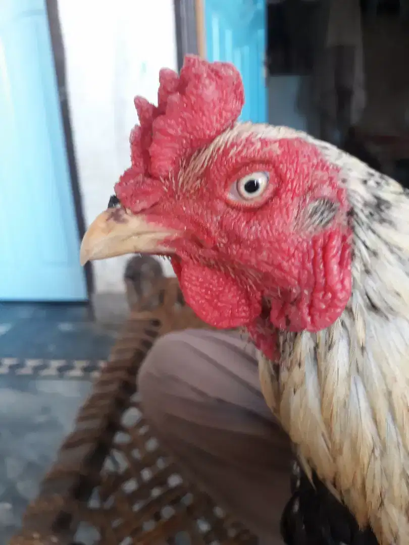 Aseel cock for sale