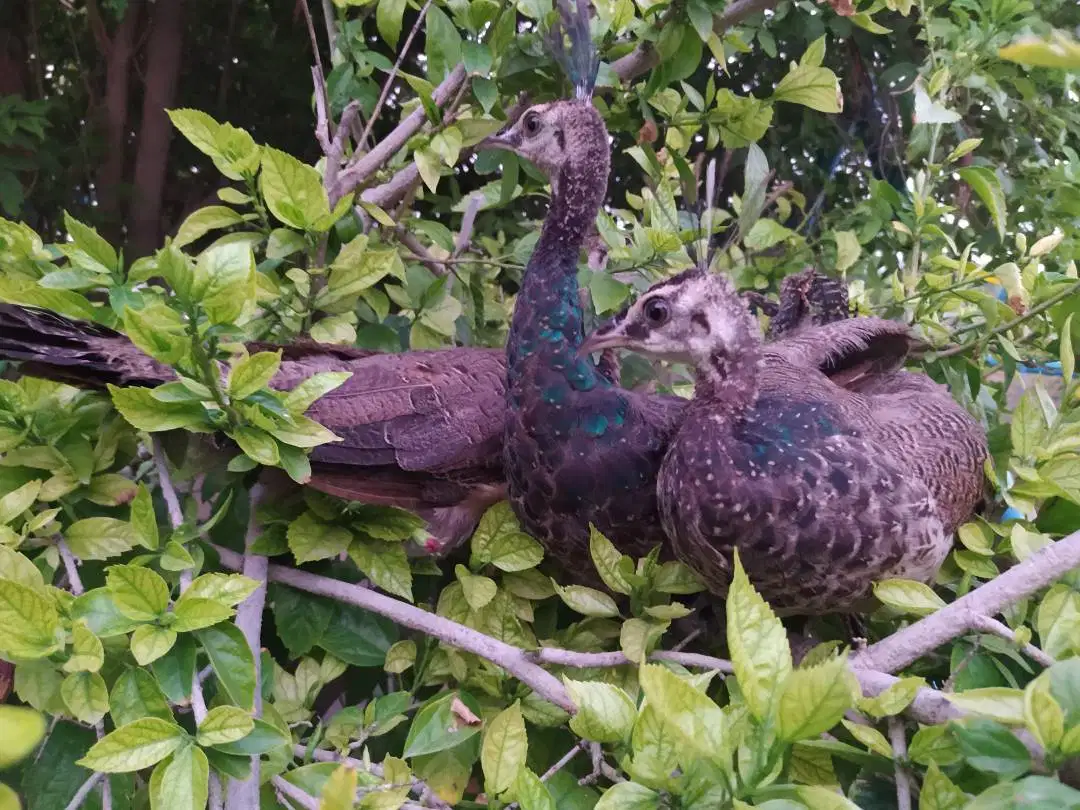 Peacocks Set, Age 3 month, Color Blue Neck