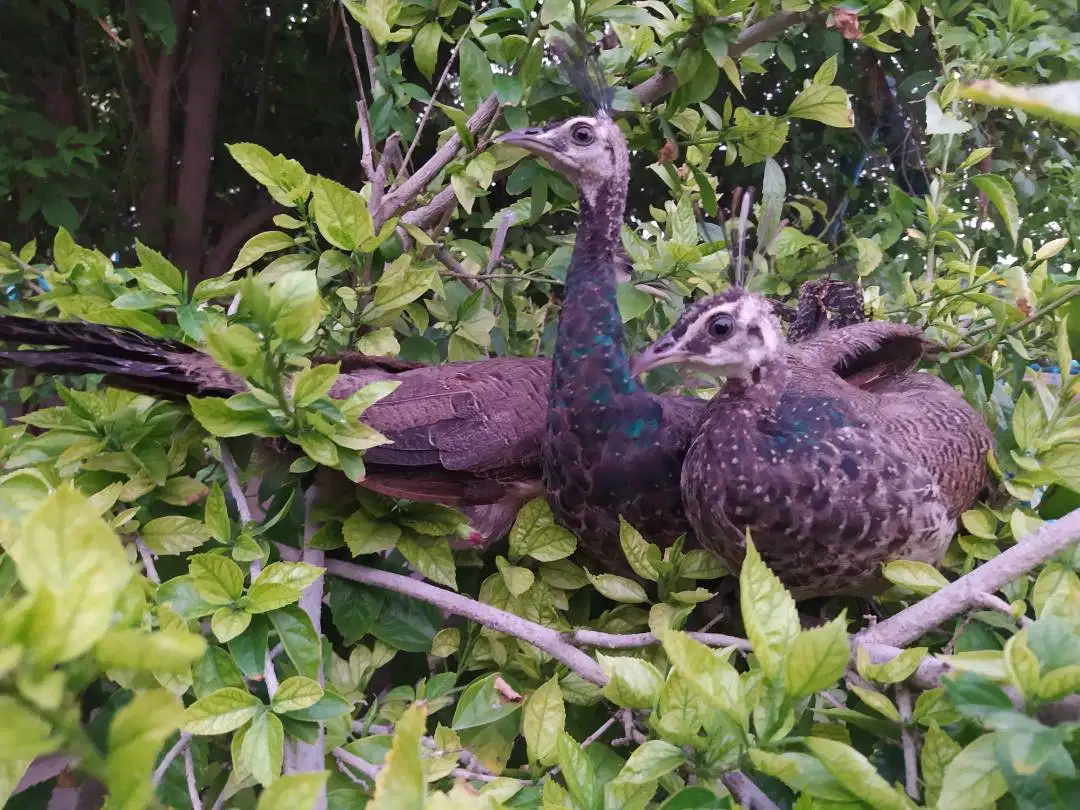 Peacocks Set, Age 3 month, Color Blue Neck
