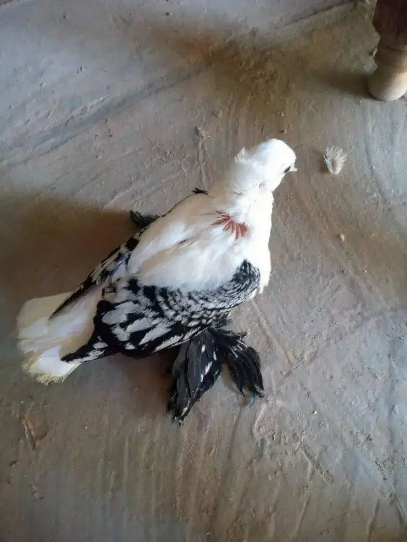 Swallow cherry for sale in khanewal