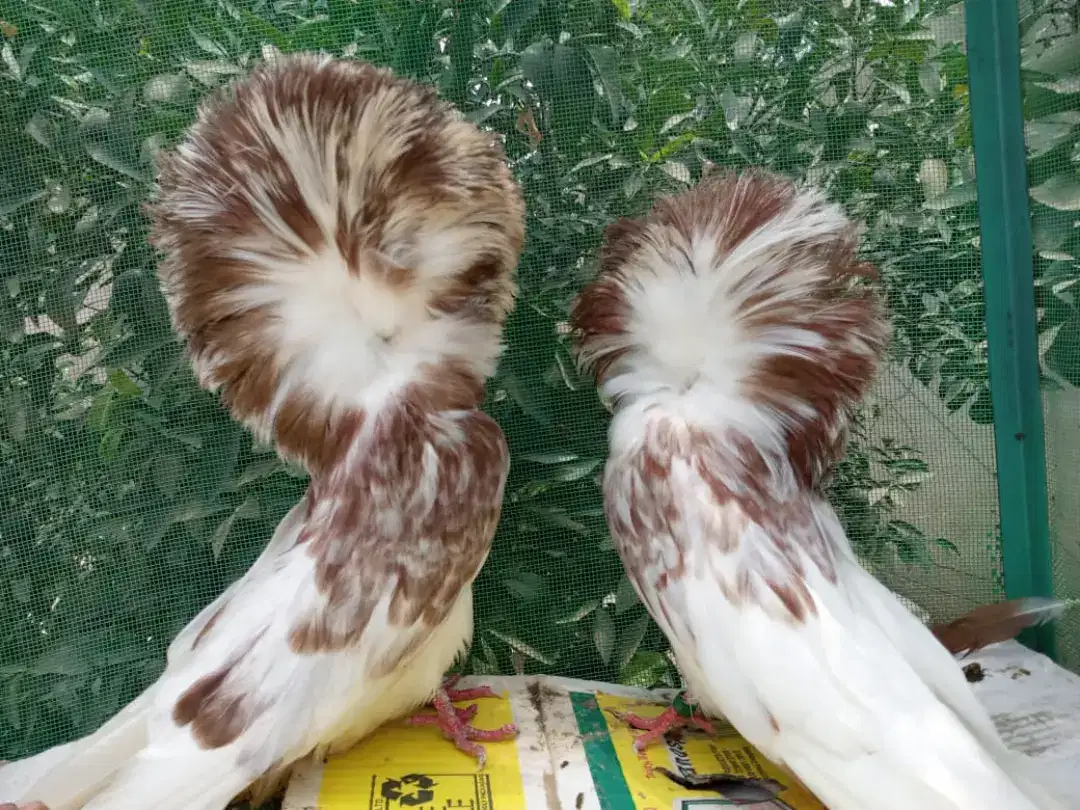 Jacobin splash for sale