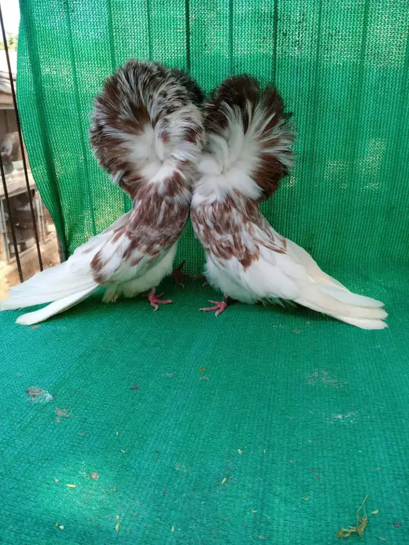 Jacobin splash for sale