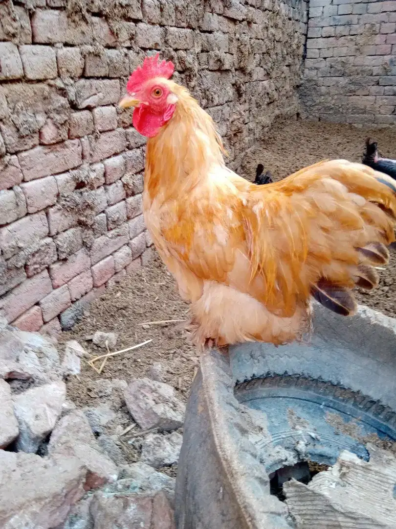 golden bantan male for sale cargo available all Pakistan