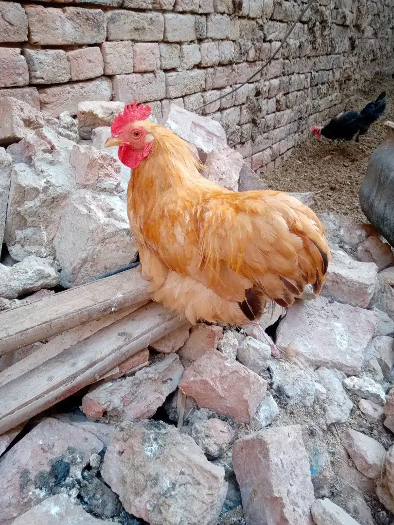 golden bantan male for sale cargo available all Pakistan