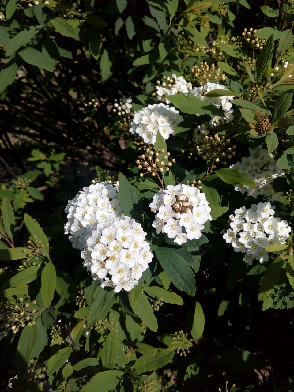 Trees & Ornamental plants