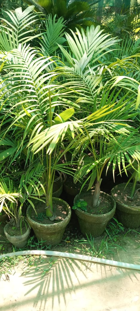 Trees & Ornamental plants
