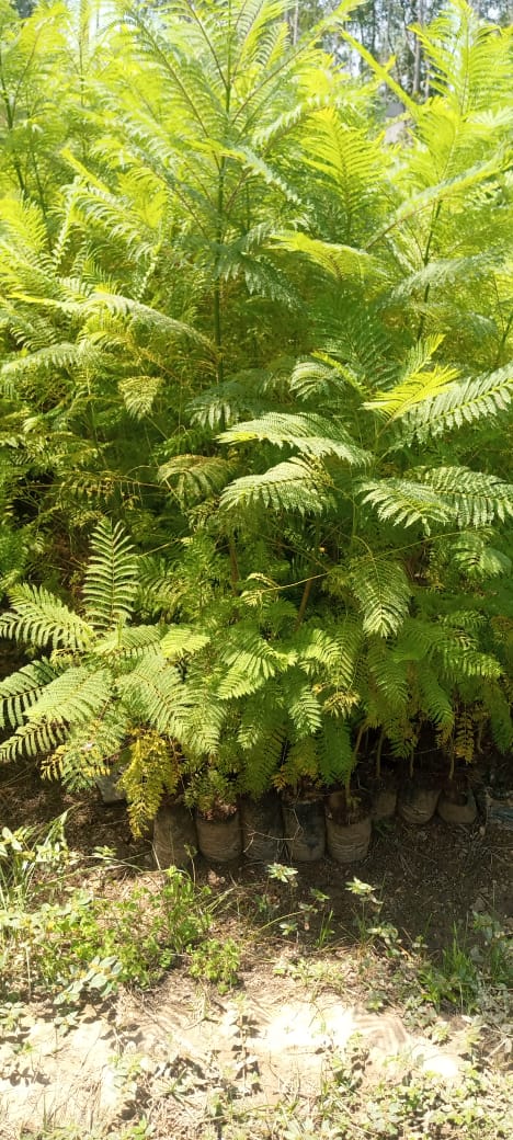 Trees & Ornamental plants