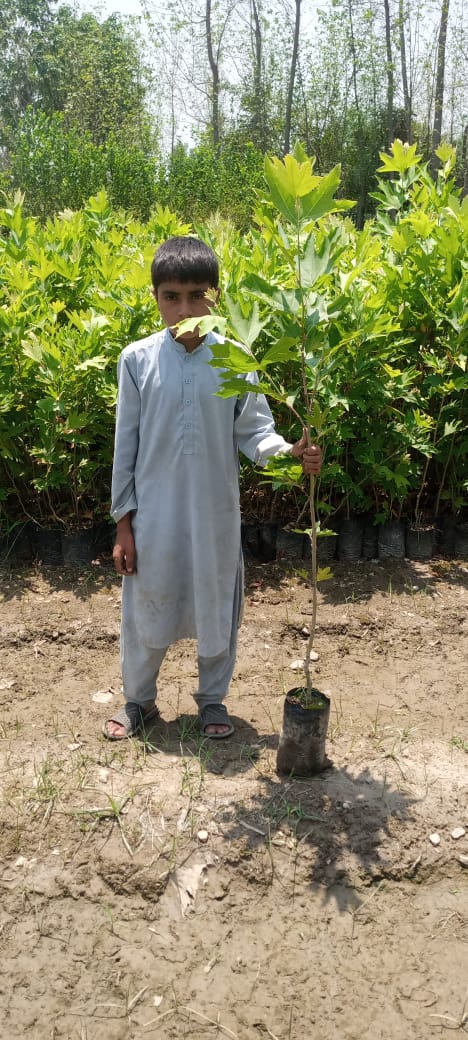 Trees & Ornamental plants