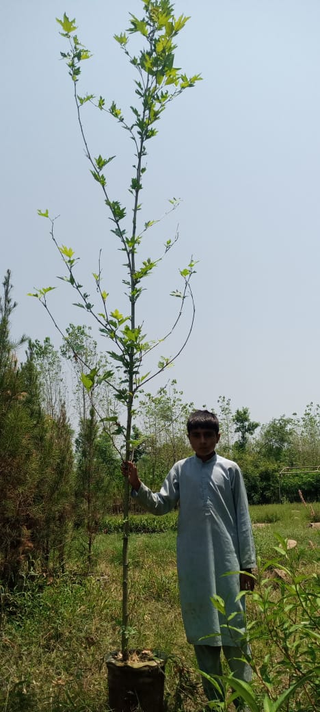 Trees & Ornamental plants