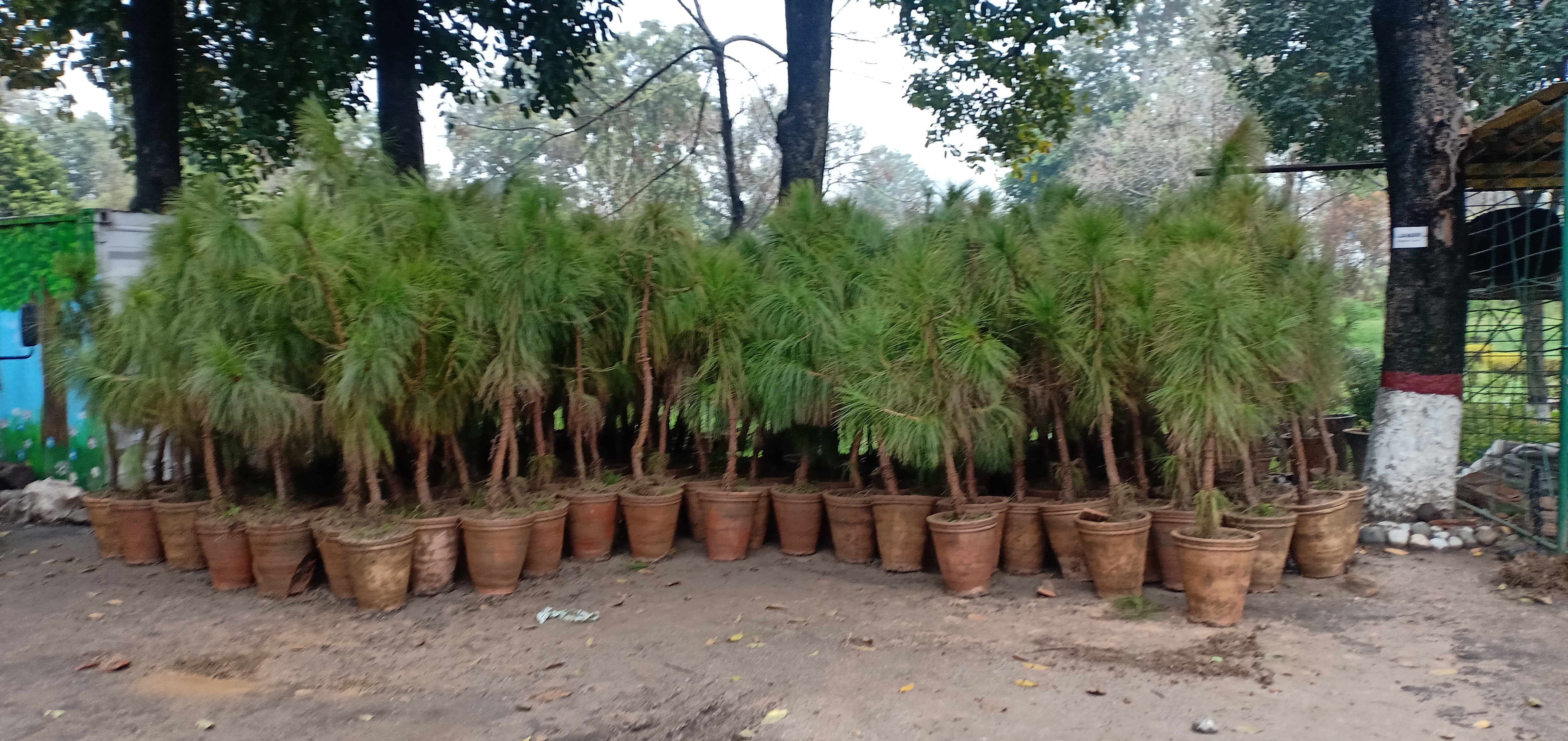 Trees & Ornamental plants