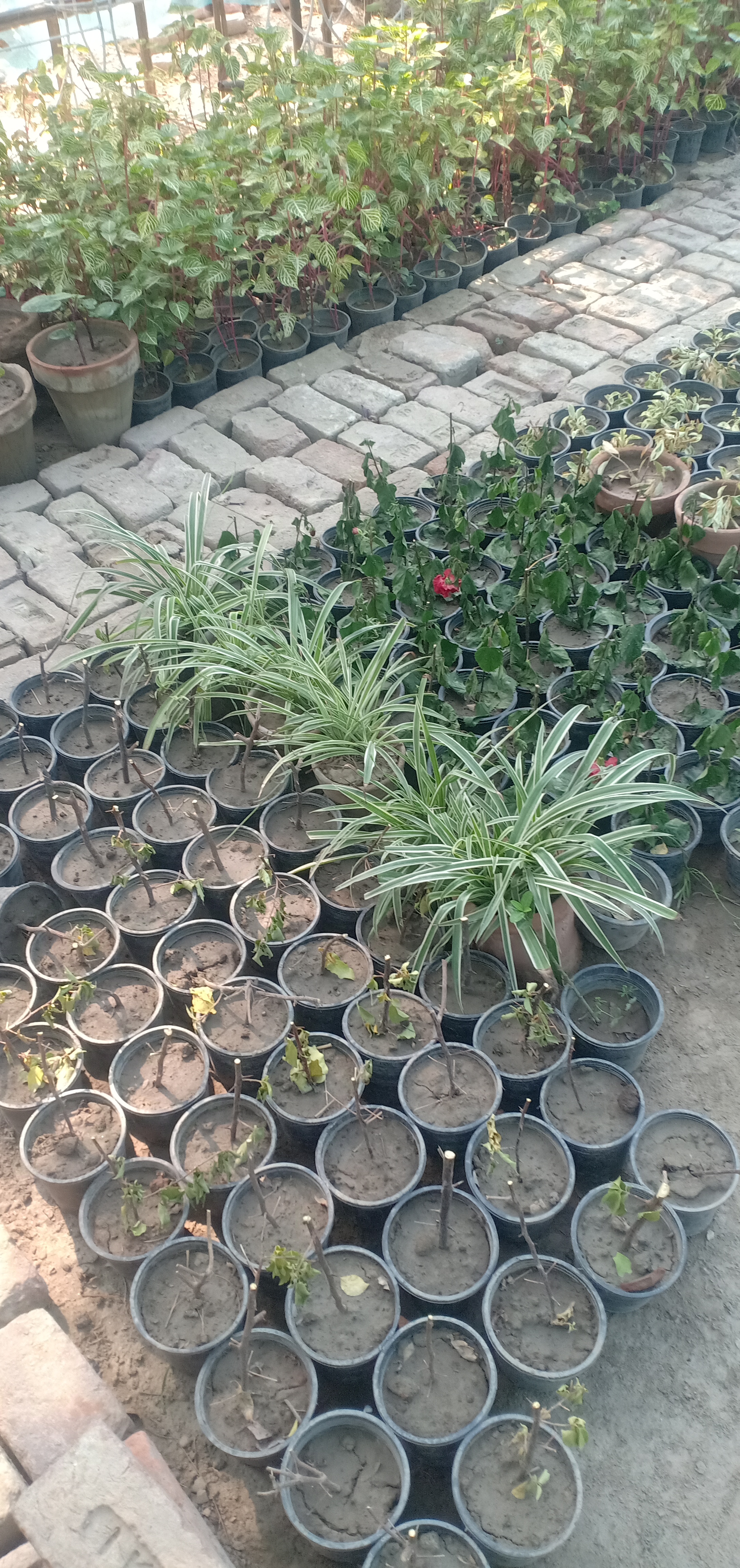 Trees & Ornamental plants