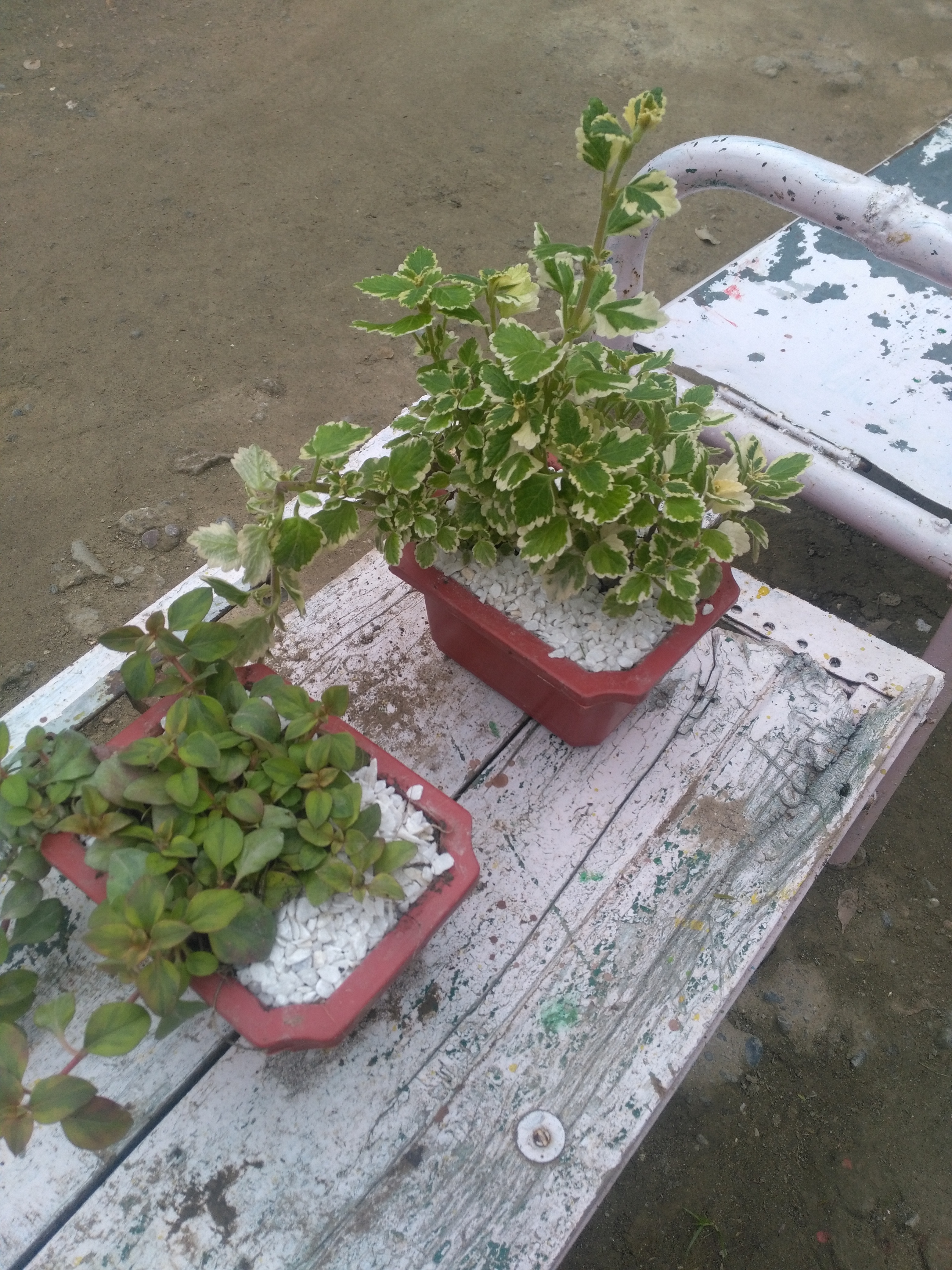 Trees & Ornamental plants
