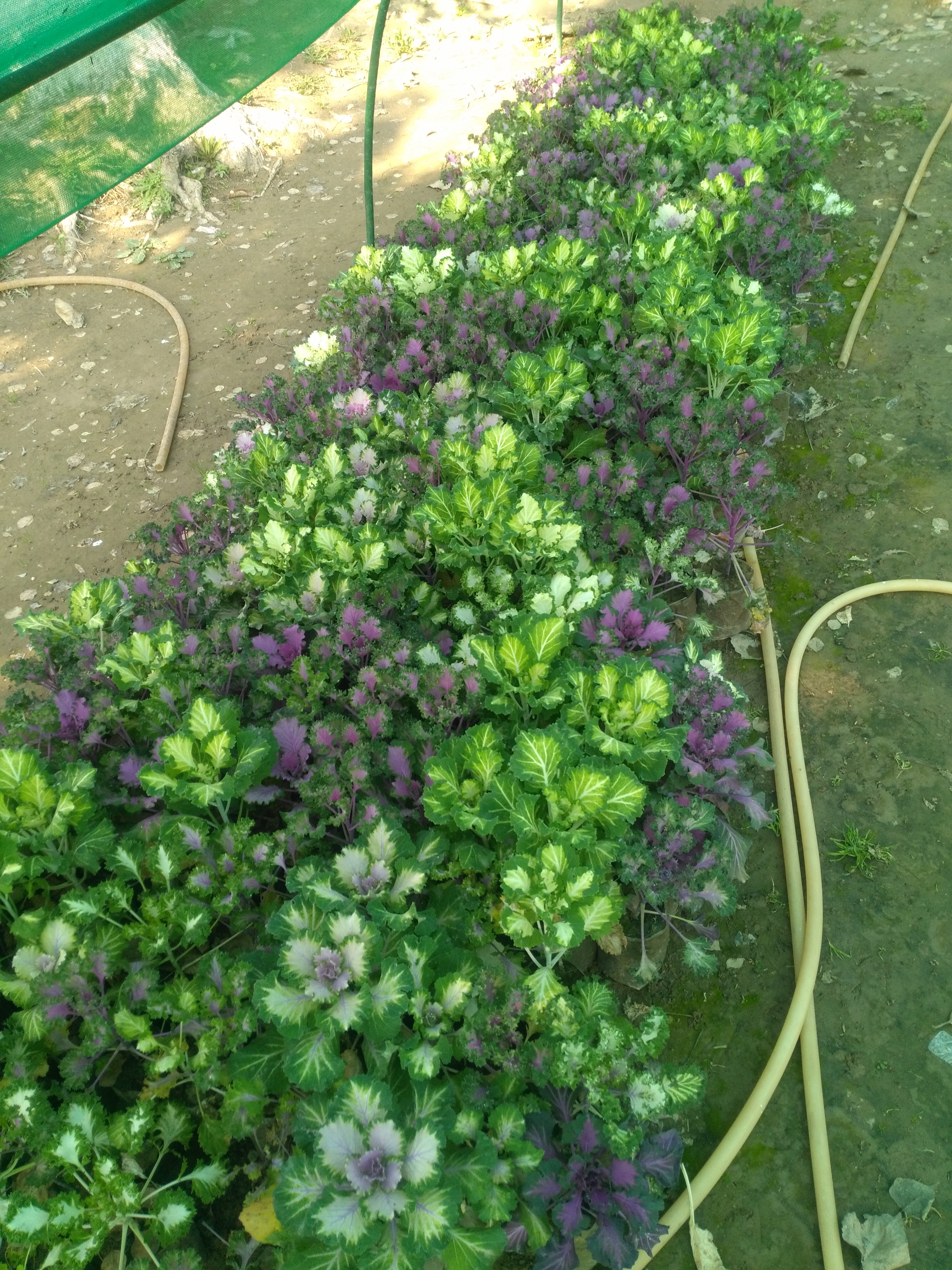Trees & Ornamental plants