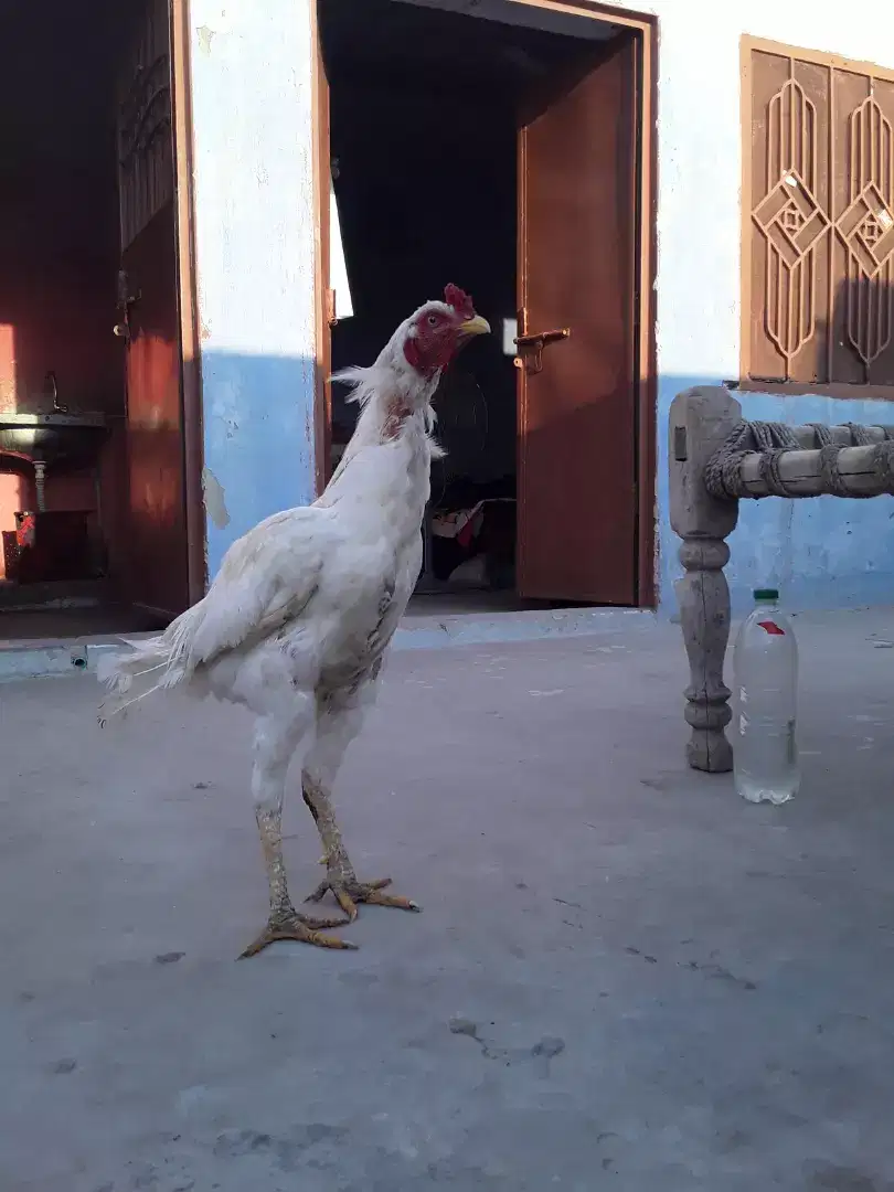 سندھی اصیل مرغا