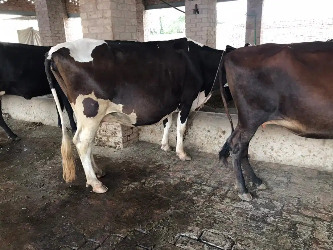 Pure Friesian and Cross breed Cow for sale in khanewal