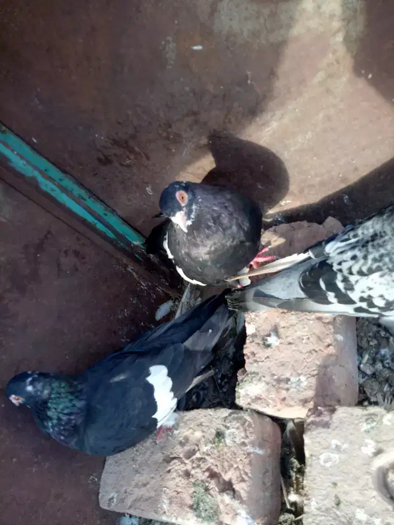 Black mena kachpara and qasid breeder pair in kabirwala
