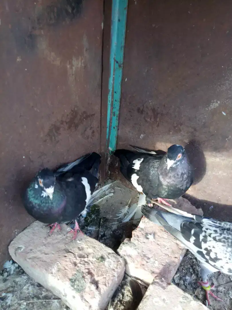 Black mena kachpara and qasid breeder pair in kabirwala