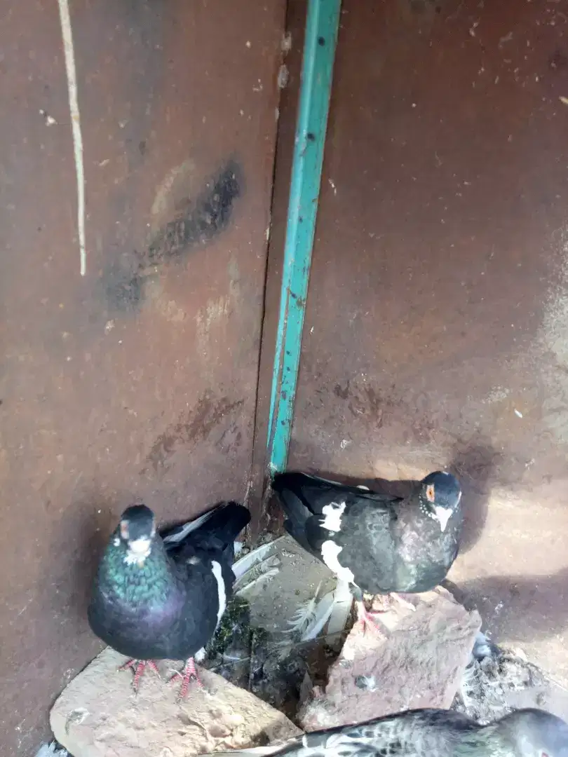 Black mena kachpara and qasid breeder pair in kabirwala