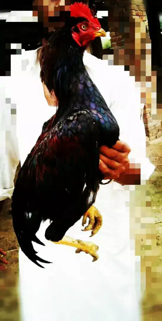 Chaudhary Aseel Farm for sale in Khanewal