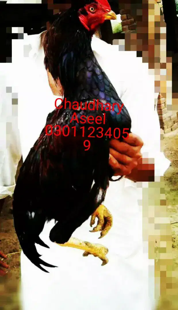 Chaudhary Aseel Farm for sale in Khanewal