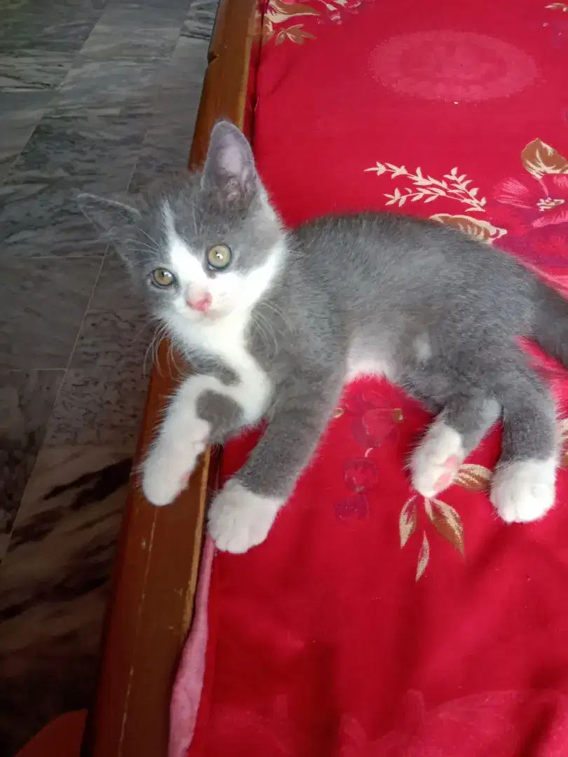 Persian triple coted cat baby for sale in khanewal