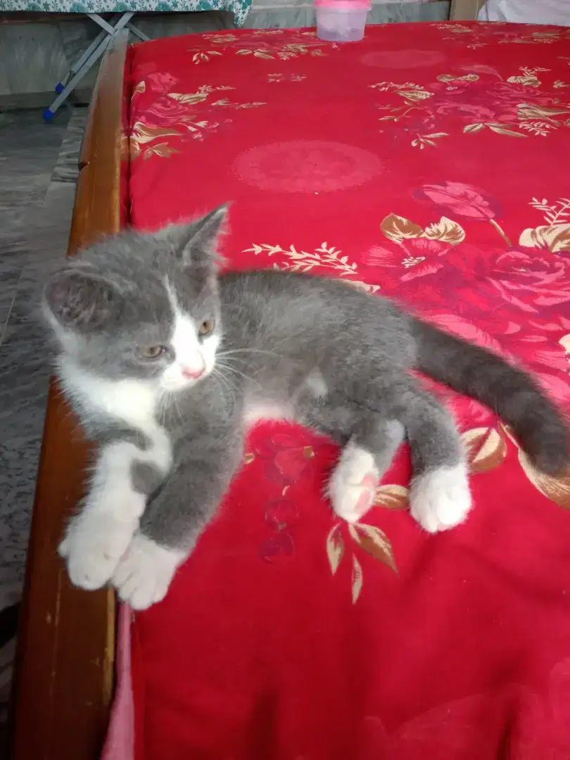 Persian triple coted cat baby for sale in khanewal