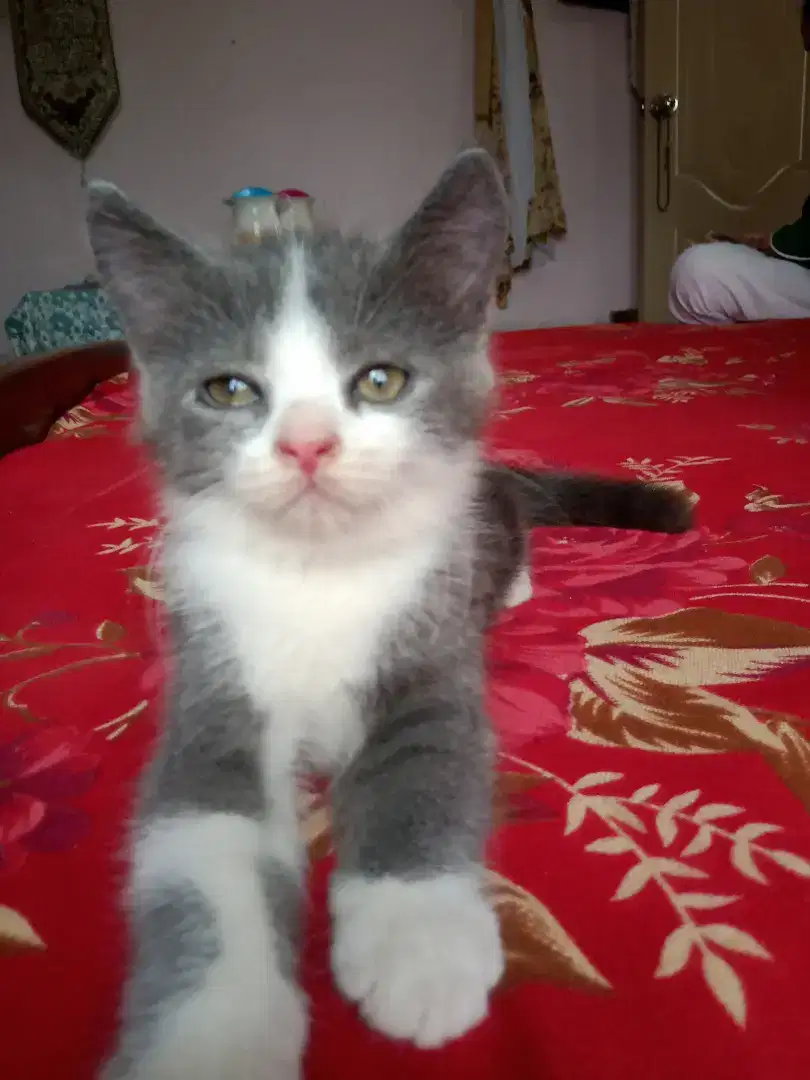 Persian triple coted cat baby for sale in khanewal