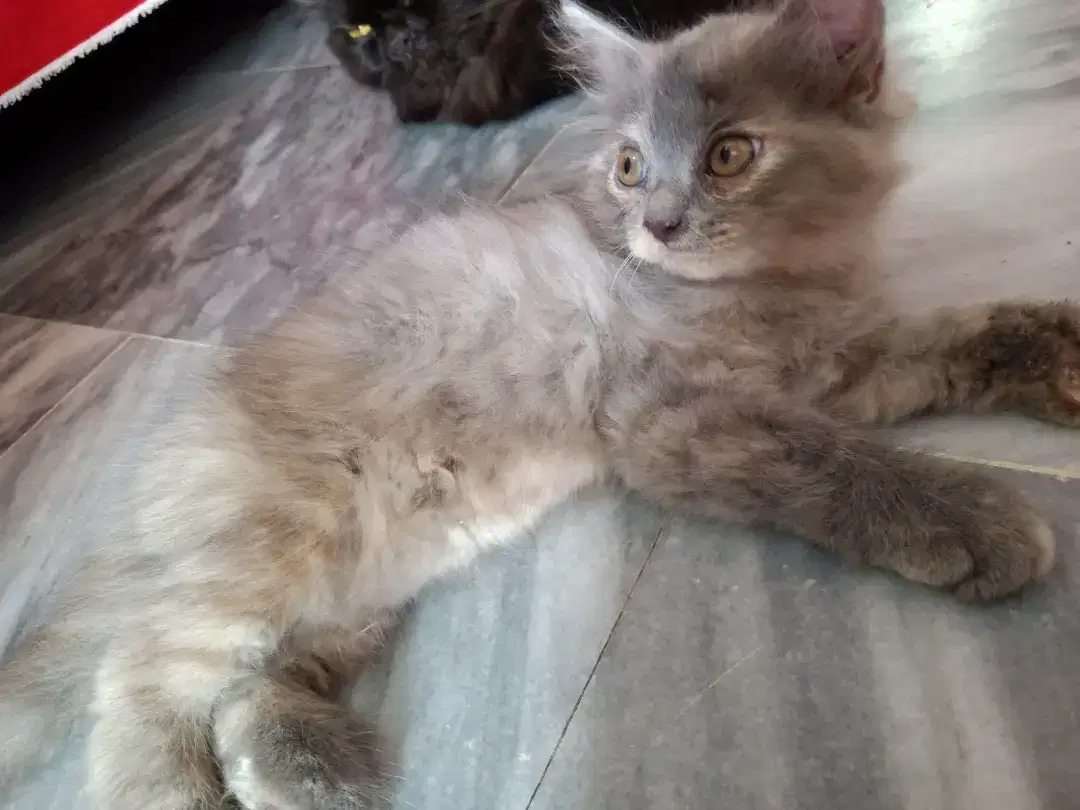 Persian triple coted cat baby for sale in khanewal