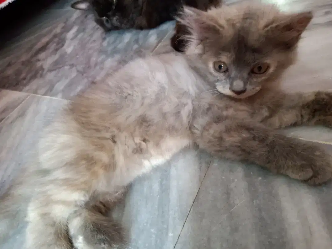Persian triple coted cat baby for sale in khanewal