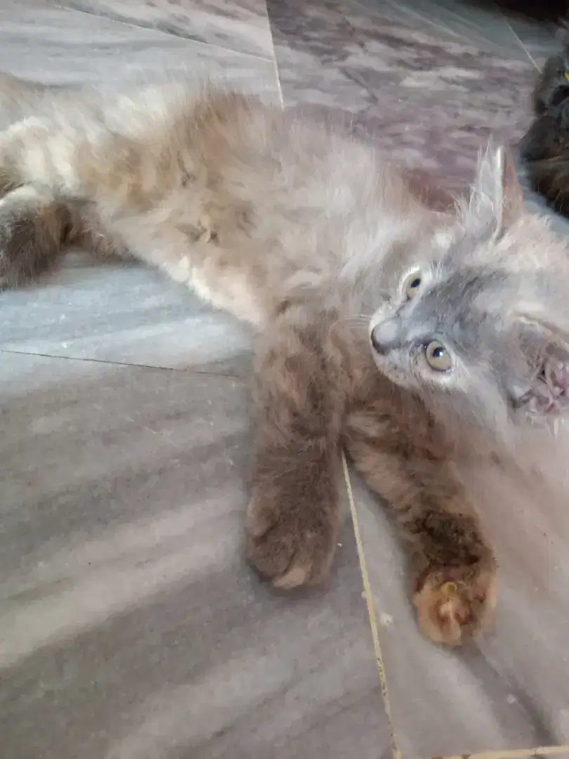Persian triple coted cat baby for sale in khanewal